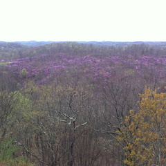 Lockegee Rock and Cave Run Lake